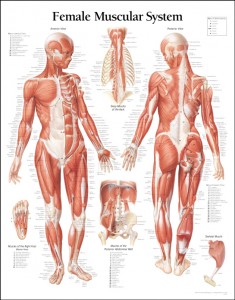 human-anatomy-diagram-back-view-organs